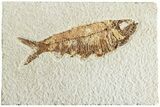 Fossil Fish (Knightia) - Wyoming #224489-1